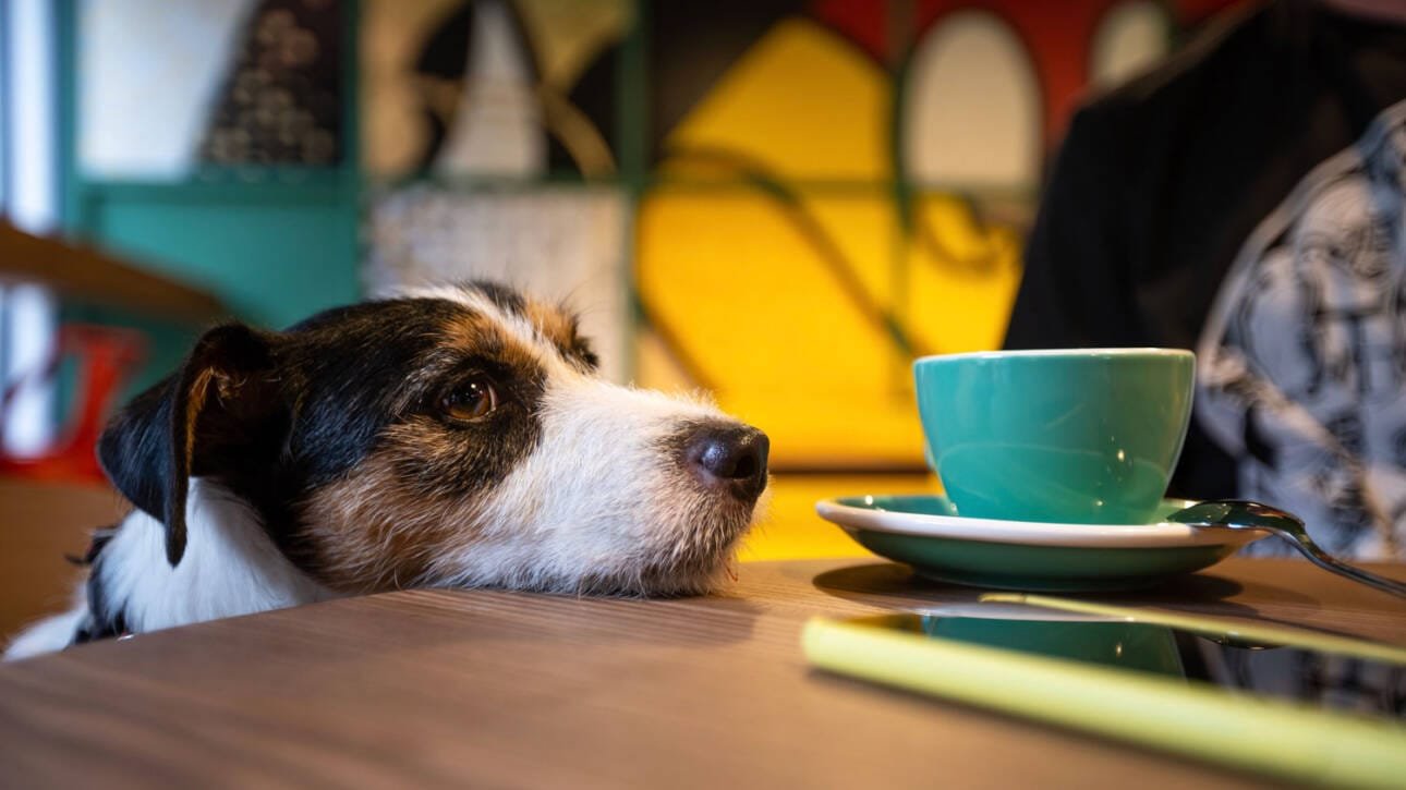 Cafeterías pet friendly Monterrey