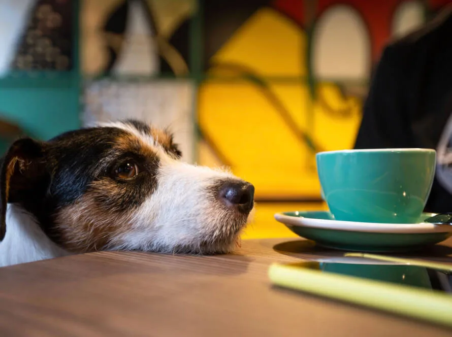 Cafeterías pet friendly Monterrey